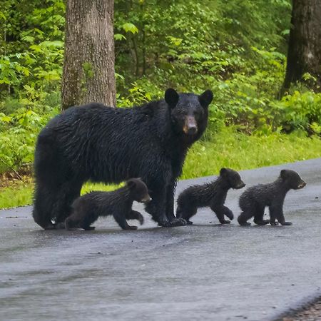 Papa Bear, Hot Tub, Wifi, 1089 Free Tickets Each Paid Day, Dollywood And More Sevierville Exterior photo