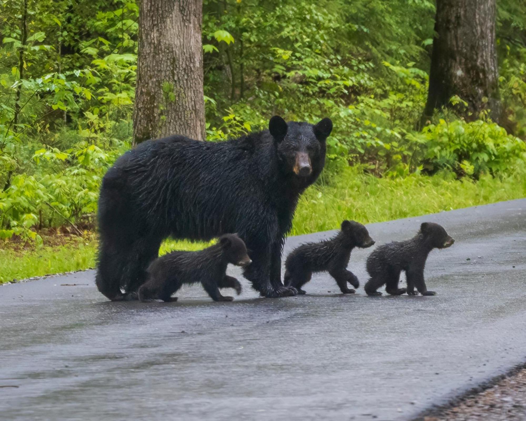 Papa Bear, Hot Tub, Wifi, 1089 Free Tickets Each Paid Day, Dollywood And More Sevierville Exterior photo
